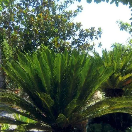 Branco Taormina